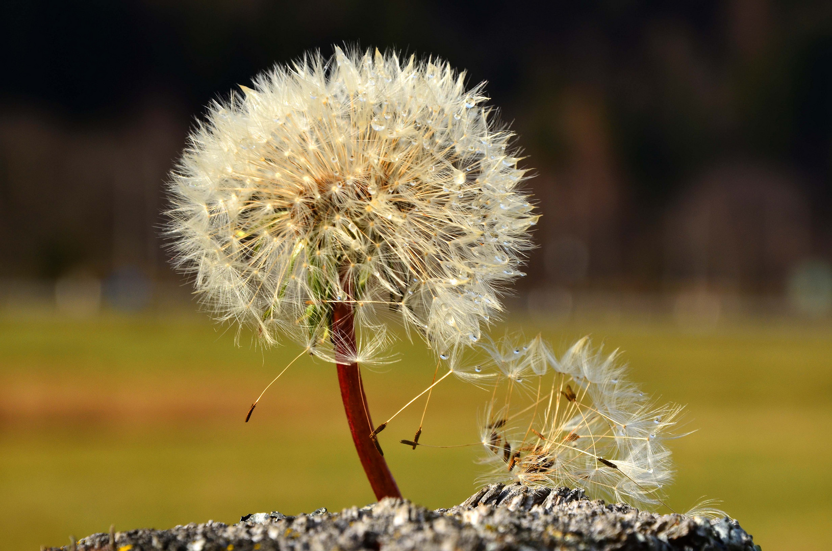 Erinnerung an den Sommer