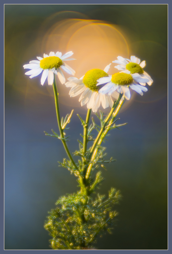 Erinnerung an den Sommer