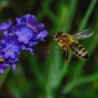 Erinnerung an den Sommer