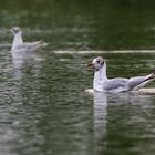 Erinnerung an den Sommer