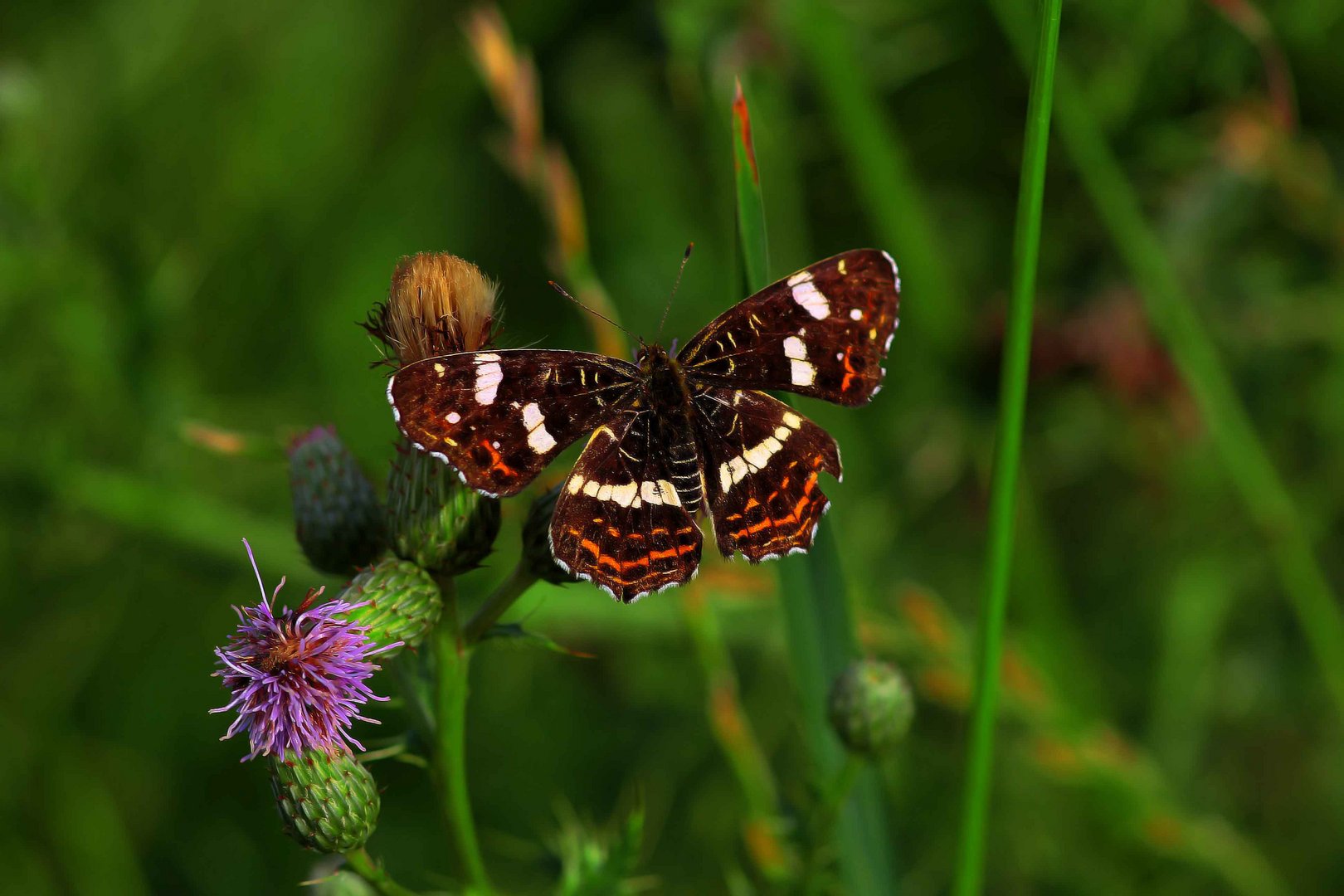 Erinnerung an den Sommer