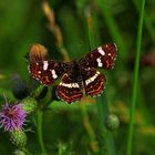 Erinnerung an den Sommer