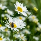 Erinnerung an den Sommer