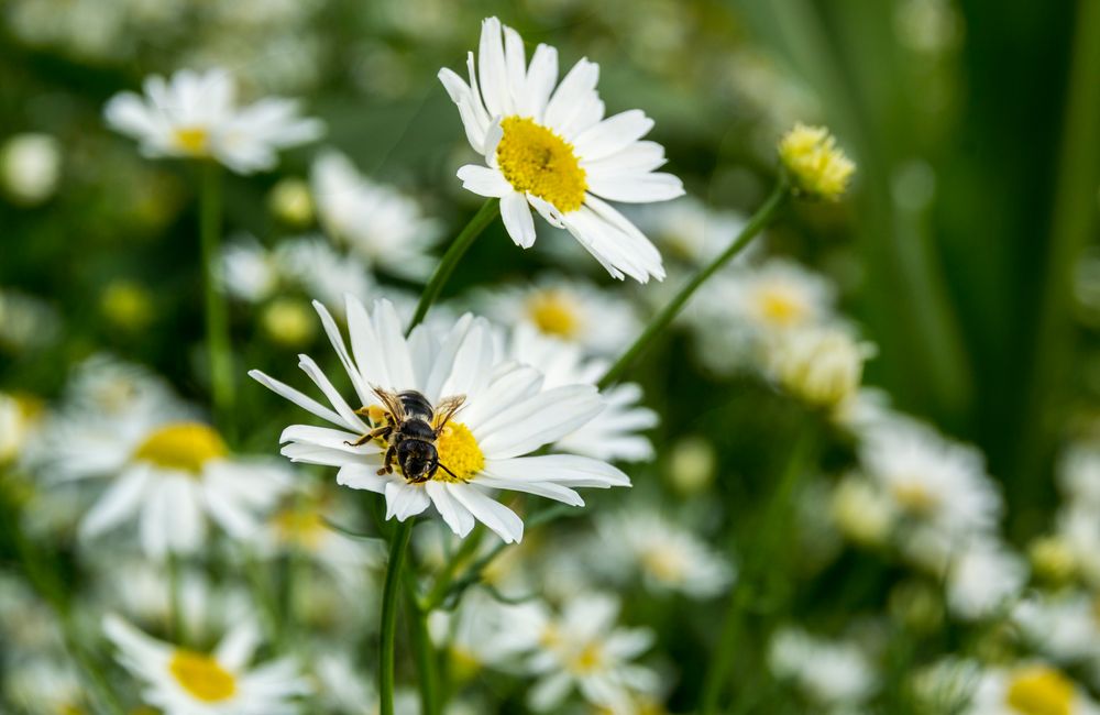 Erinnerung an den Sommer