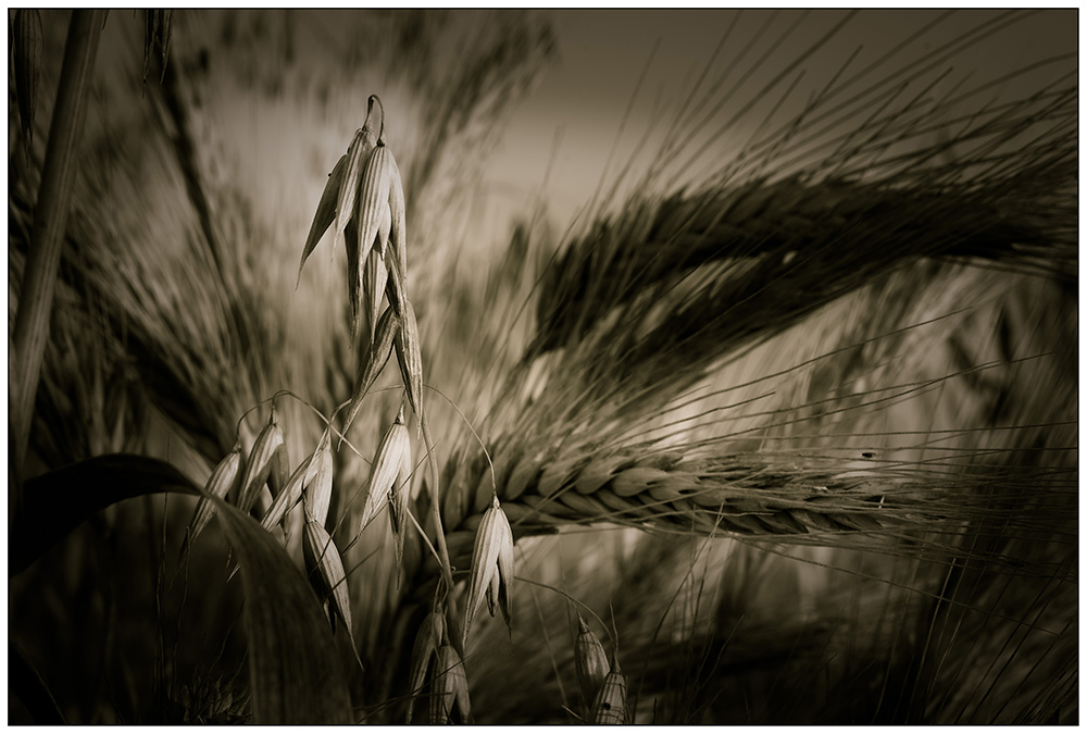 Erinnerung an den Sommer