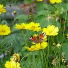 Erinnerung an den Sommer