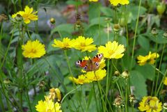 Erinnerung an den Sommer