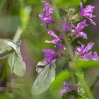 Erinnerung an den Sommer