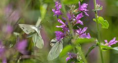 Erinnerung an den Sommer