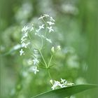 ... Erinnerung an den Sommer ...Gierschblüte...