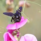 Erinnerung an den Sommer - Holzbiene 1