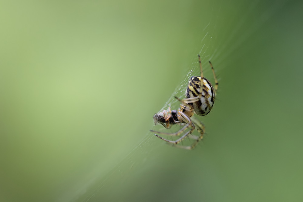 Erinnerung an den Sommer I