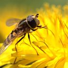 Erinnerung an den Sommer II