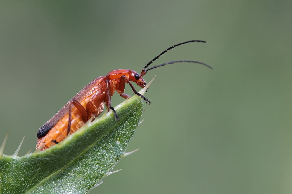 Erinnerung an den Sommer III