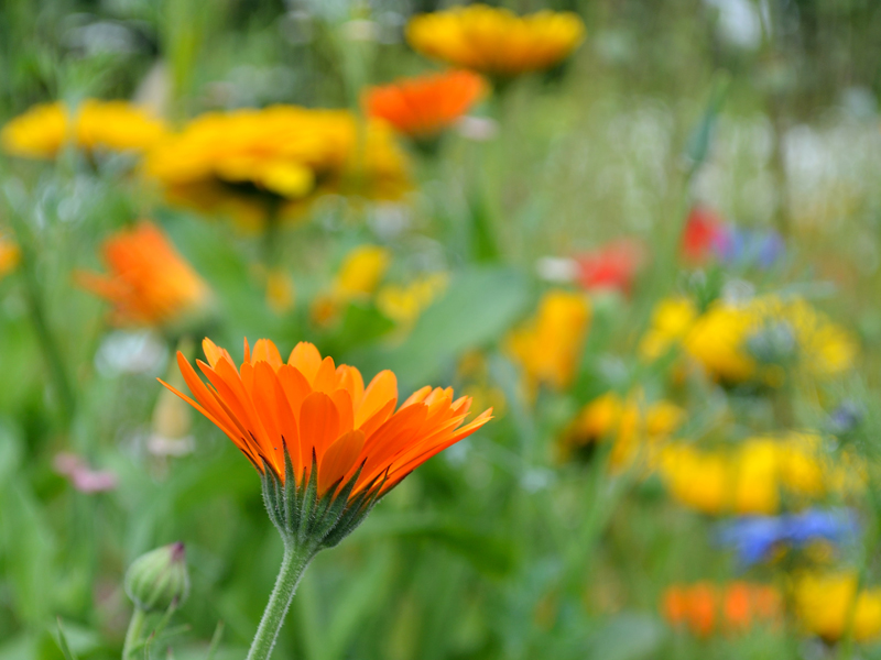 Erinnerung an den Sommer l