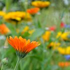 Erinnerung an den Sommer l