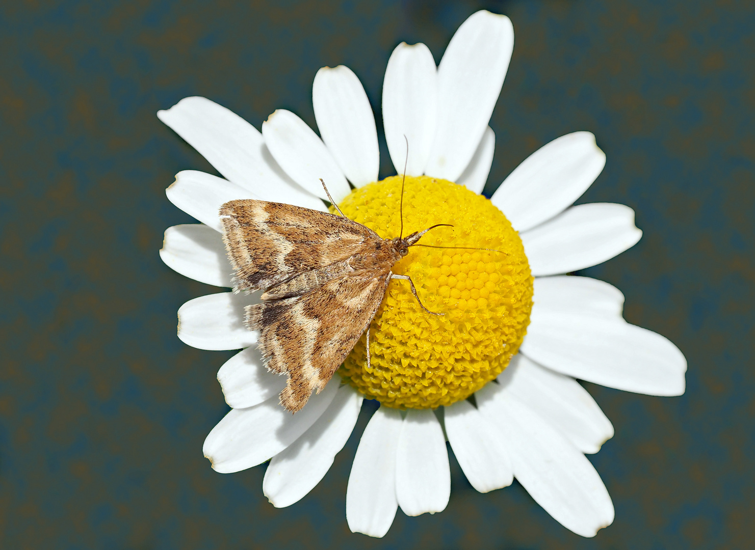 Erinnerung an den Sommer: Zünsler (Pyrausta aerealis) - Souvenirs de l'été: Pyrauste olivacée.