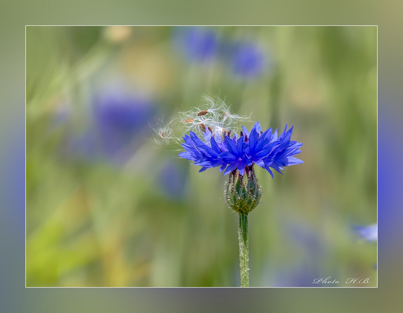 Erinnerung an den Sommer - zum blauen Montag