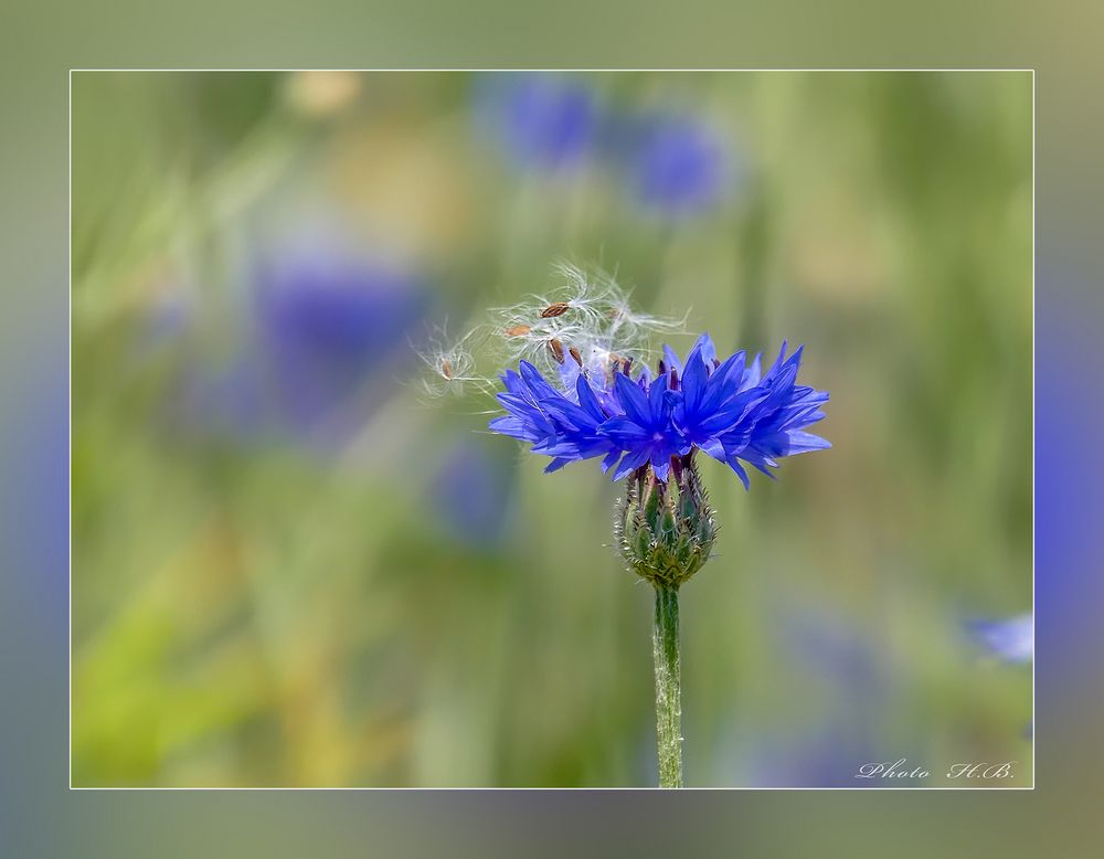 Erinnerung an den Sommer - zum blauen Montag