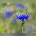 Erinnerung an den Sommer - zum blauen Montag