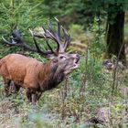 Erinnerung an die Brunft