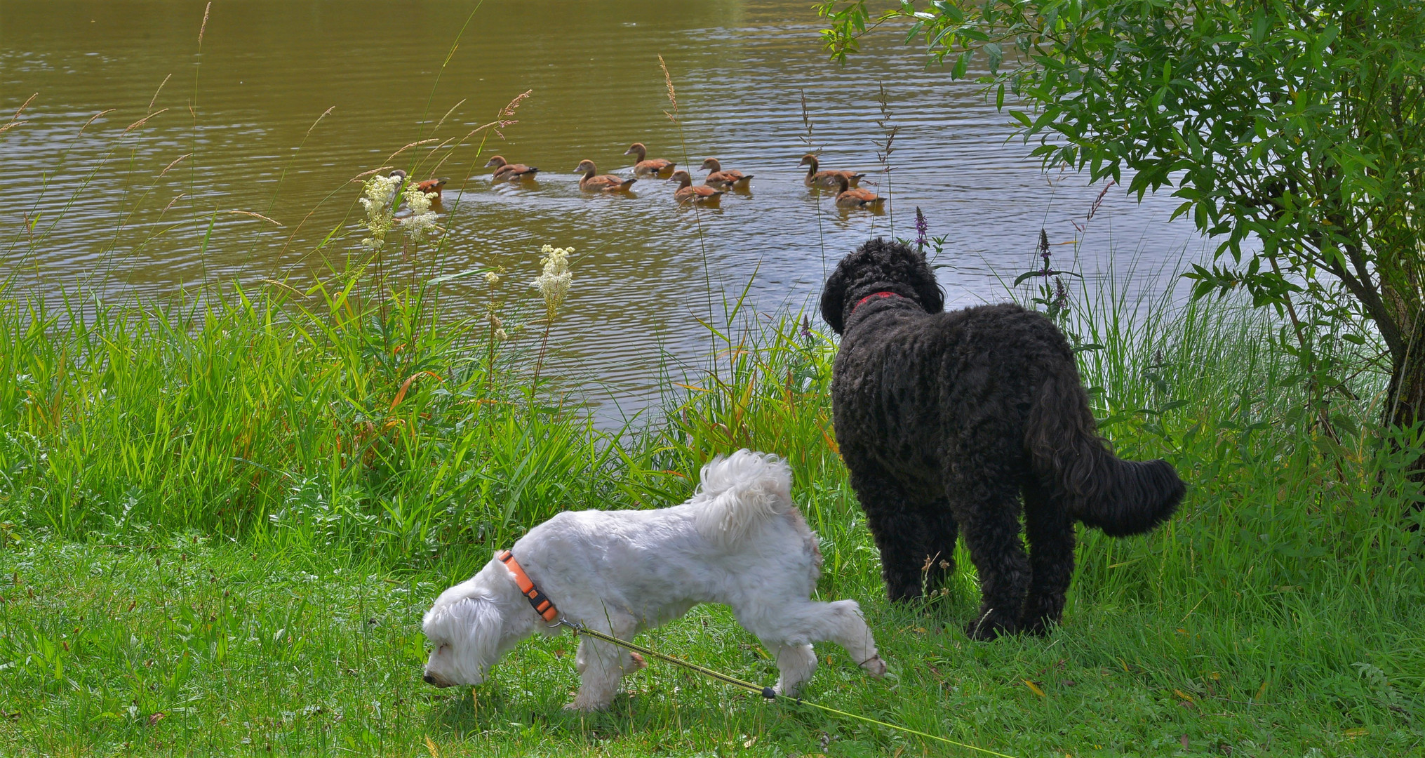 Erinnerung an die Gänse (en recuerdo de mis gansos)