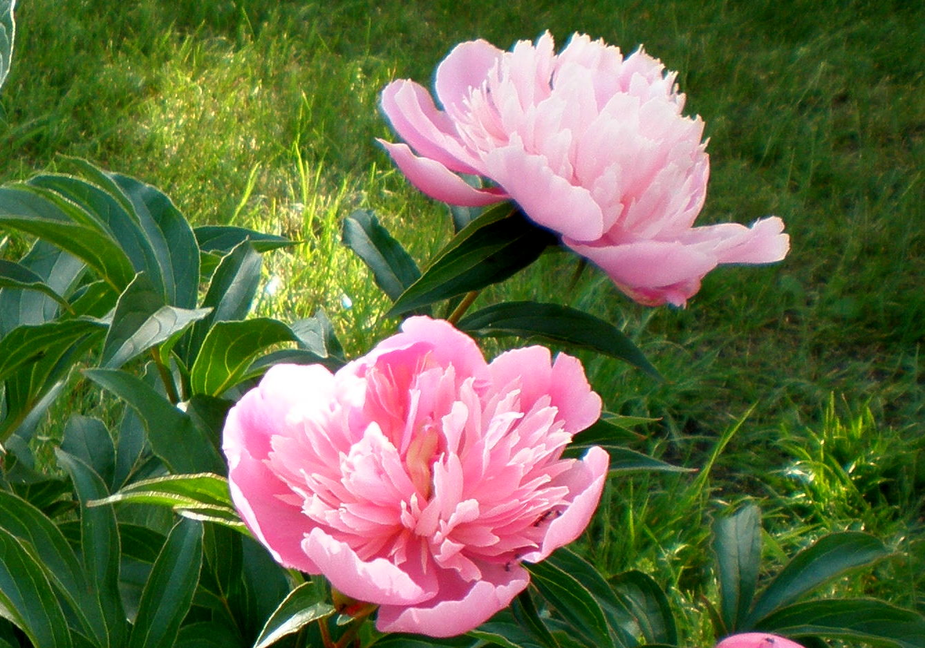 Erinnerung an die Gartensaison