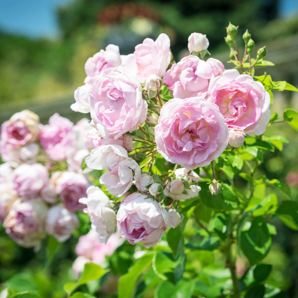 Erinnerung an die Mainau