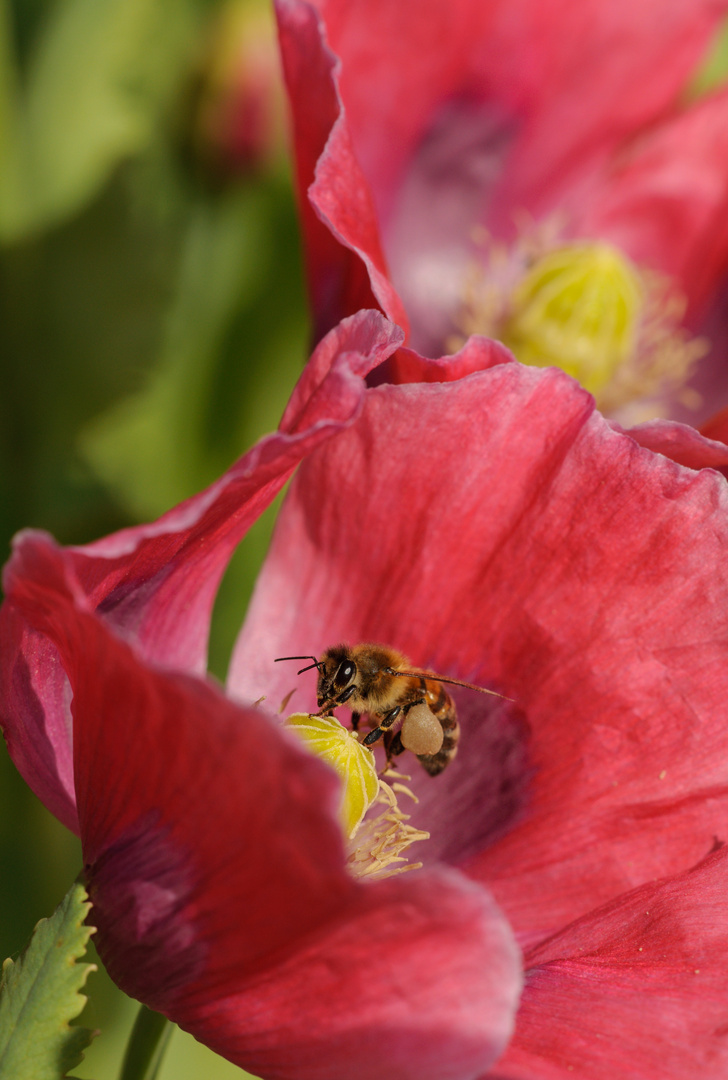 Erinnerung an die Mohnblüte...