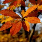 Erinnerung an die schöne Herbstzeit 