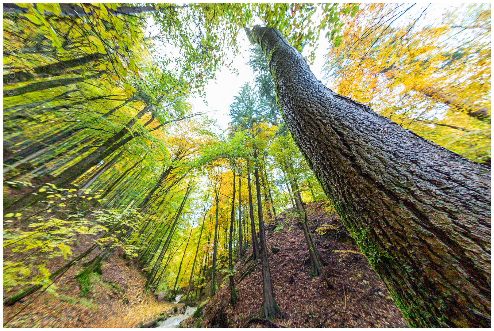 Erinnerung an die vergangenen Herbsttage