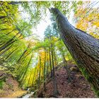 Erinnerung an die vergangenen Herbsttage