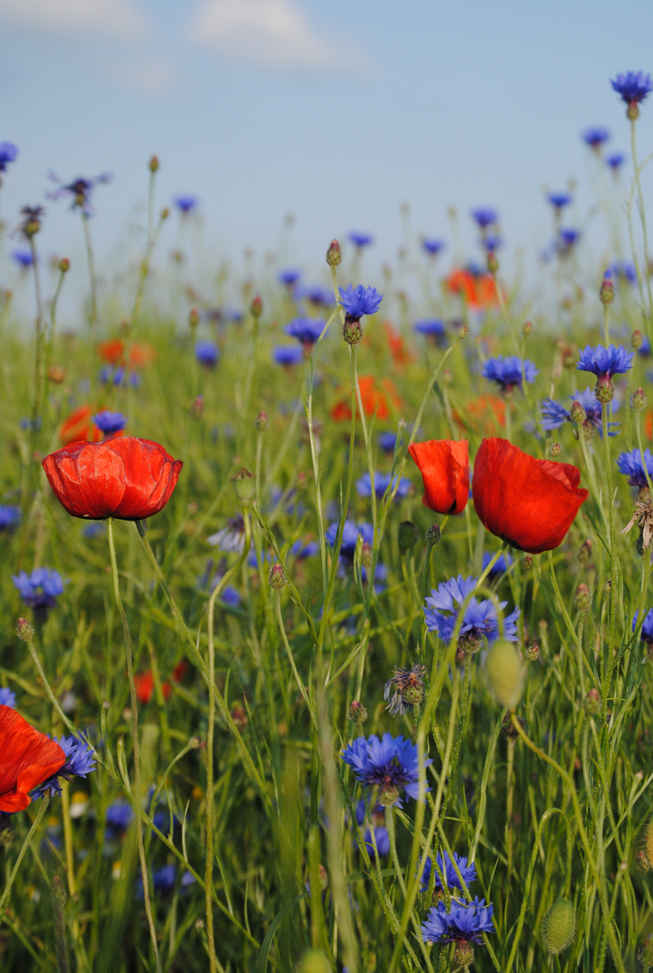 Erinnerung an ein paar Tage Sommer