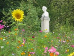 Erinnerung an eine schöne Blumenwiese.