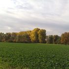 Erinnerung an eine schöne Pappelallee.Vorne rechts im Feld die alte Eiche.