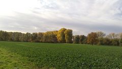 Erinnerung an eine schöne Pappelallee.Vorne rechts im Feld die alte Eiche.