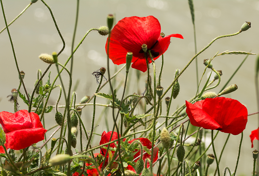 Erinnerung an einen besonderen Sommer