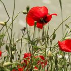 Erinnerung an einen besonderen Sommer