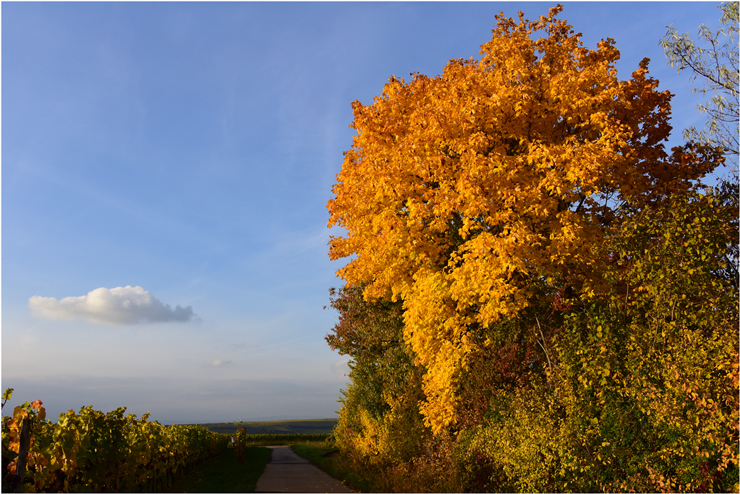 Erinnerung an einen goldenen Herbsttag