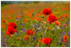 Erinnerung an einen Mohn-Sommer... (1. Version)