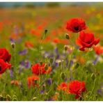 Erinnerung an einen Mohn-Sommer...(2. Version mit weniger Rot-Sättigung)