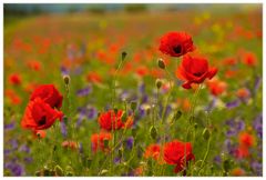 Erinnerung an einen Mohn-Sommer...(2. Version mit weniger Rot-Sättigung)