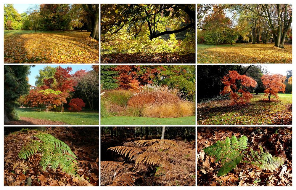 Erinnerung an einen schönen, bunten Herbst