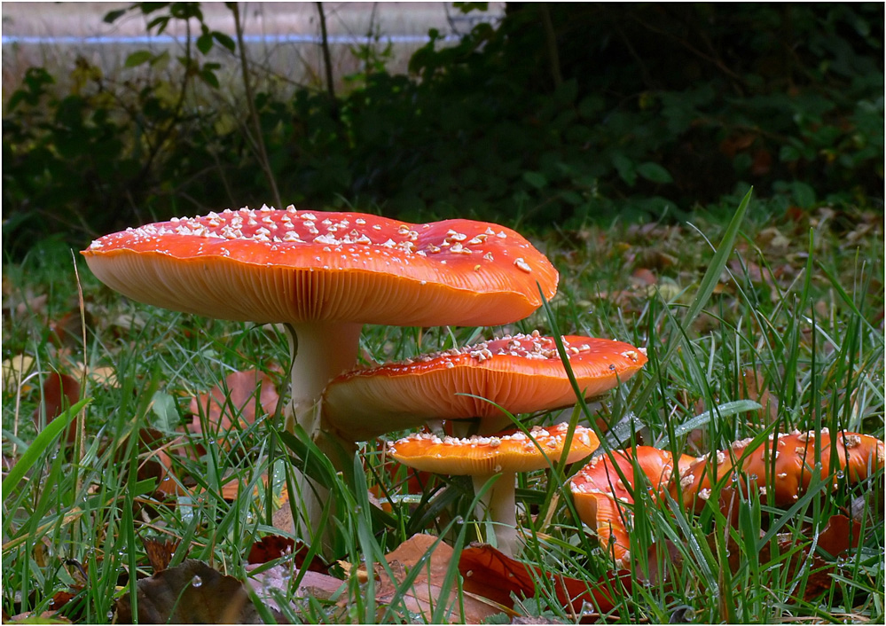 Erinnerung an einen schönen Herbst