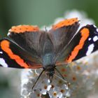 Erinnerung an einen schönen Sommer