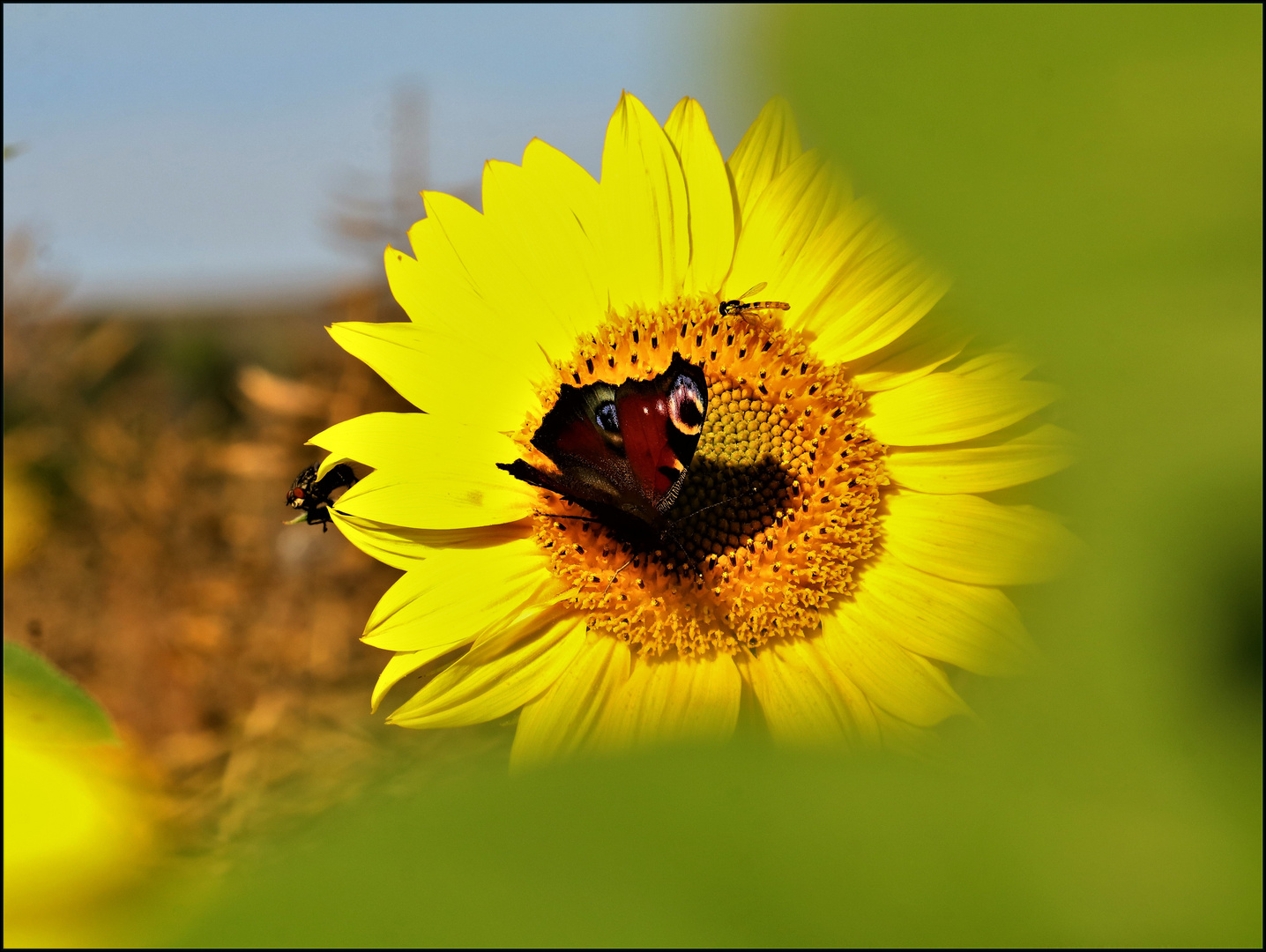 Erinnerung an einen schönen Sommer