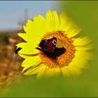 Erinnerung an einen schönen Sommer