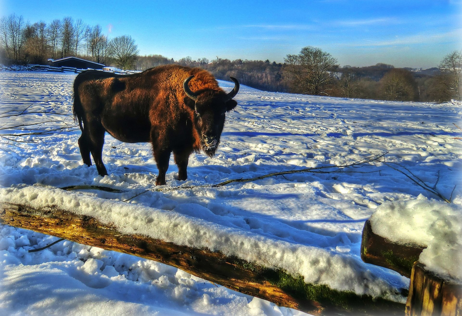 Erinnerung an einen schönen Winter 