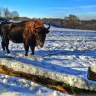 Erinnerung an einen schönen Winter 