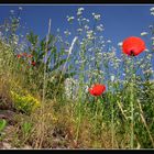 Erinnerung an einen Sommer